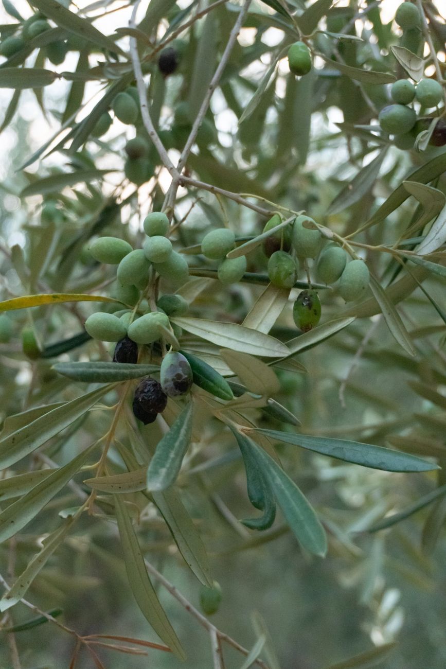 Organic olive harvest in Mediterranean grove
